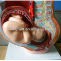 Modèle de formation ISO pour l&#39;accouchement, pelvis féminin anatomique avec modèle de fœtus